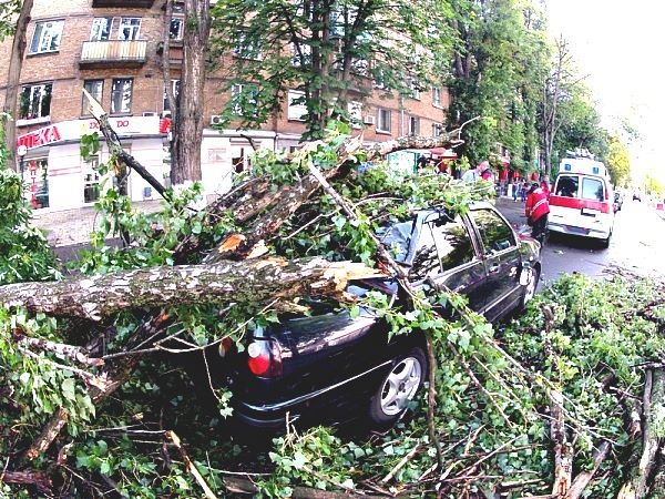 Жертвами упавшего дерева в Киеве стали две иномарки
