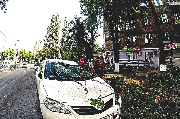 Жертвами упавшего дерева в Киеве стали две иномарки