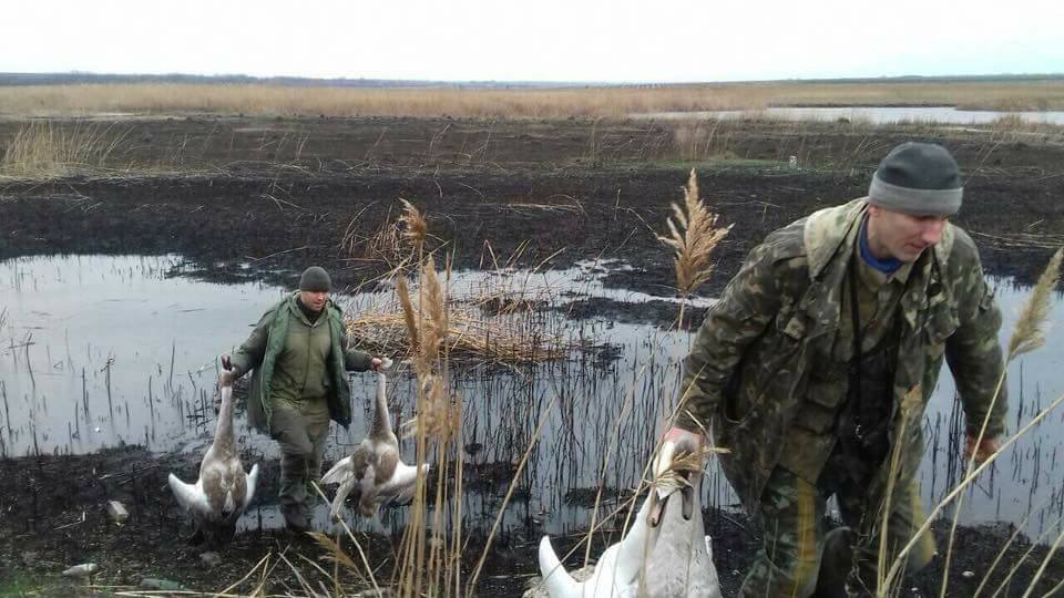В селе под Киевом пьяные чиновники расстреляли лебедей В селе под Киевом пьяные чиновники расстреляли лебедей