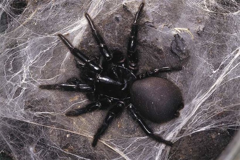 Под Киевом женщину укусил огромный черный паук