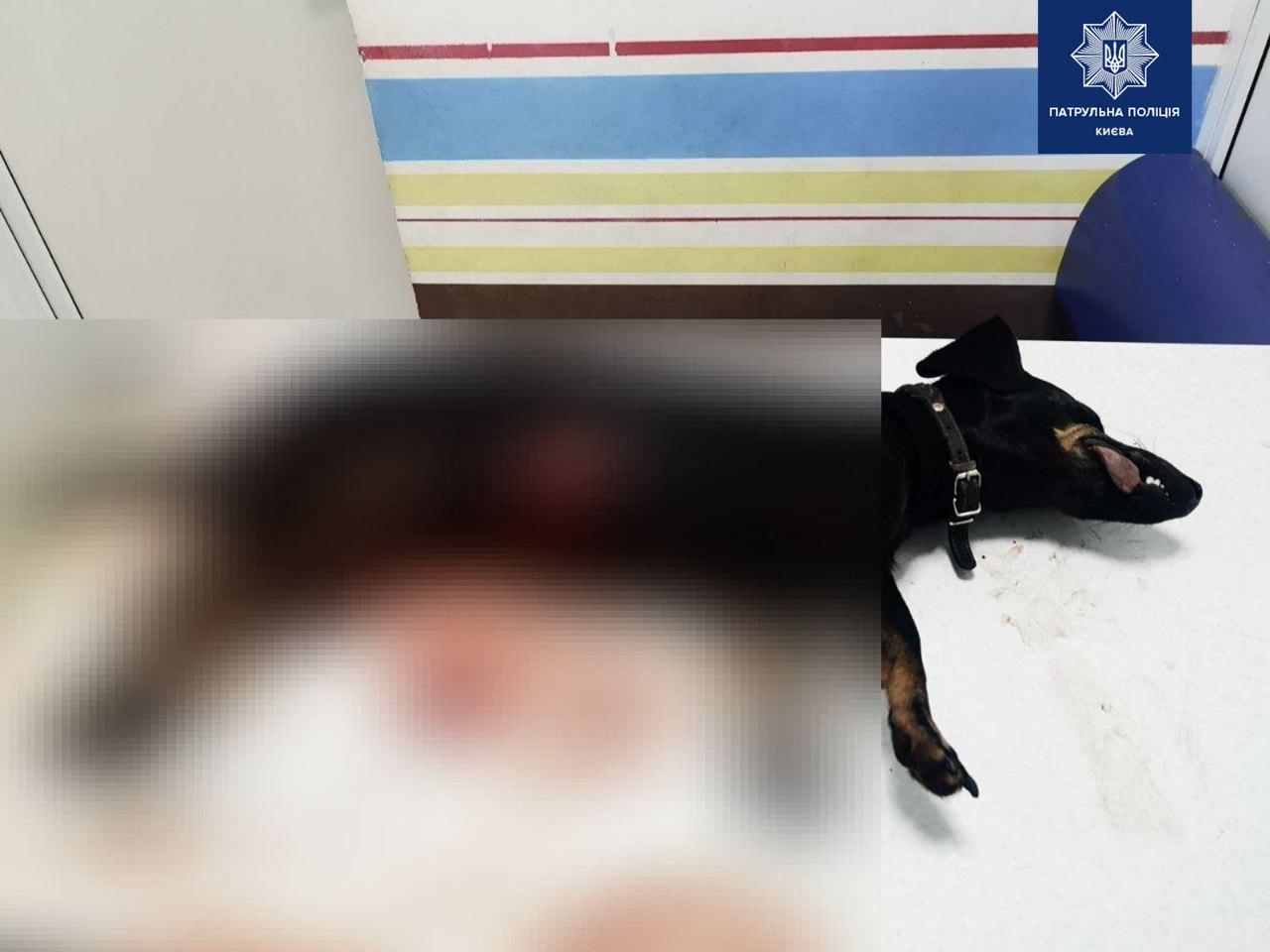 В Киеве мужчина зарезал маленькую собачку своего друга