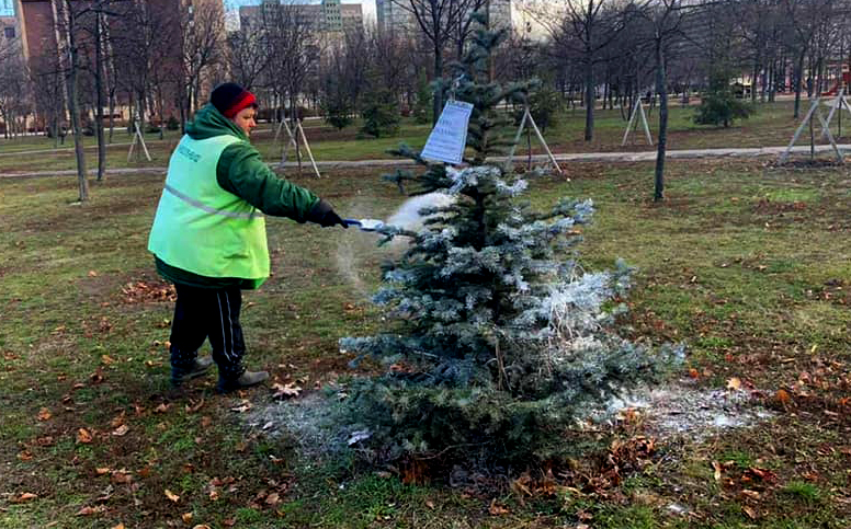 В Киеве появились "вонючие" елки, чтобы их не воровали
