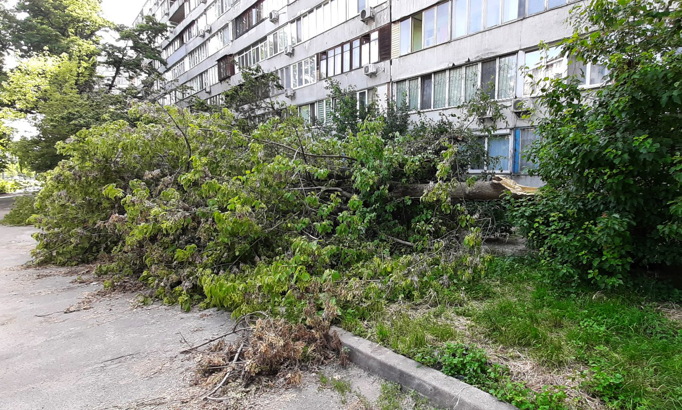 На проспекте Победы во время жары упало огромное дерево