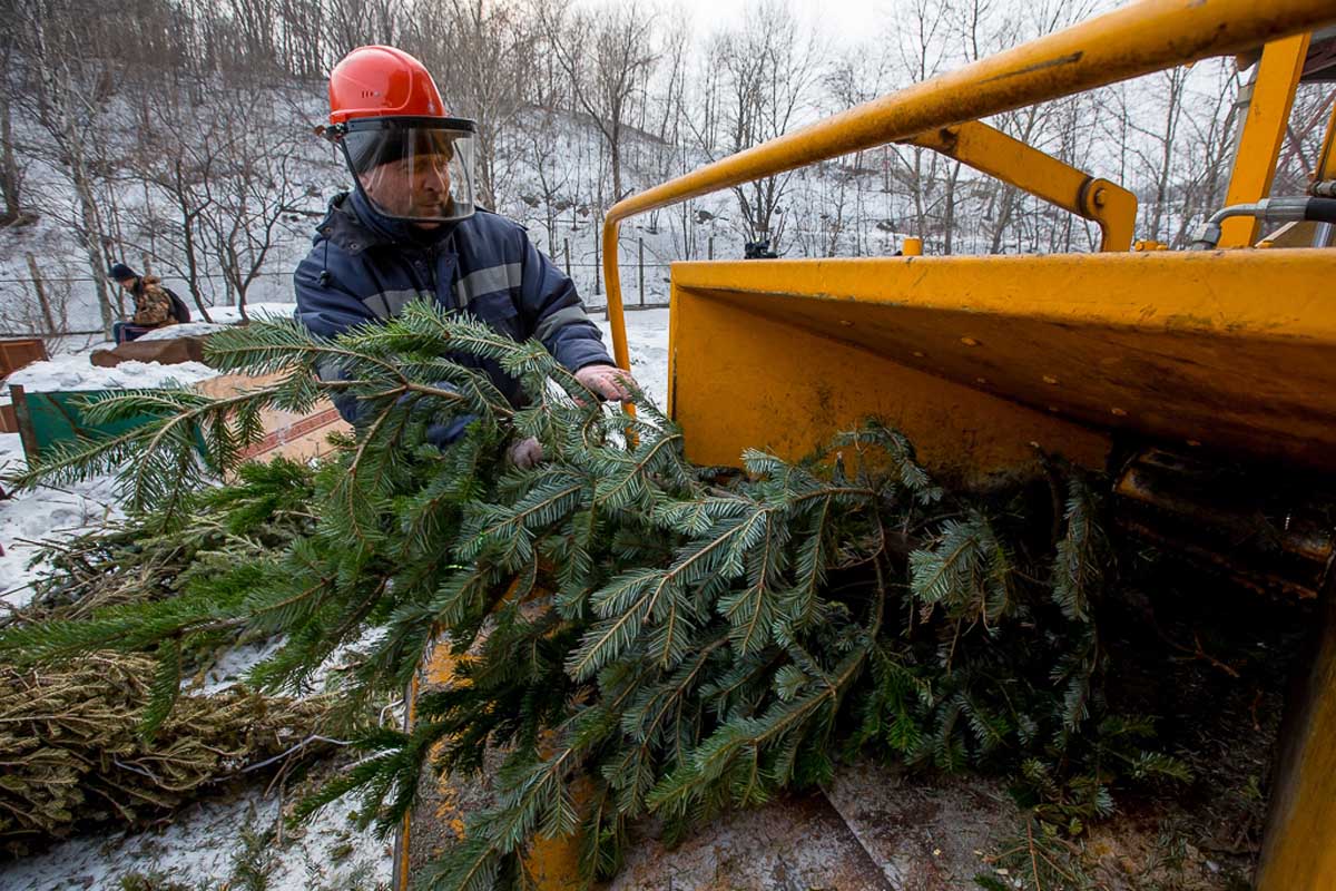 Стало известно, где в Киеве можно утилизировать елки